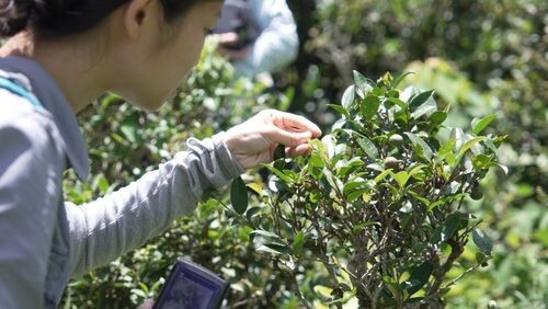 www.ngongpingtea.hk