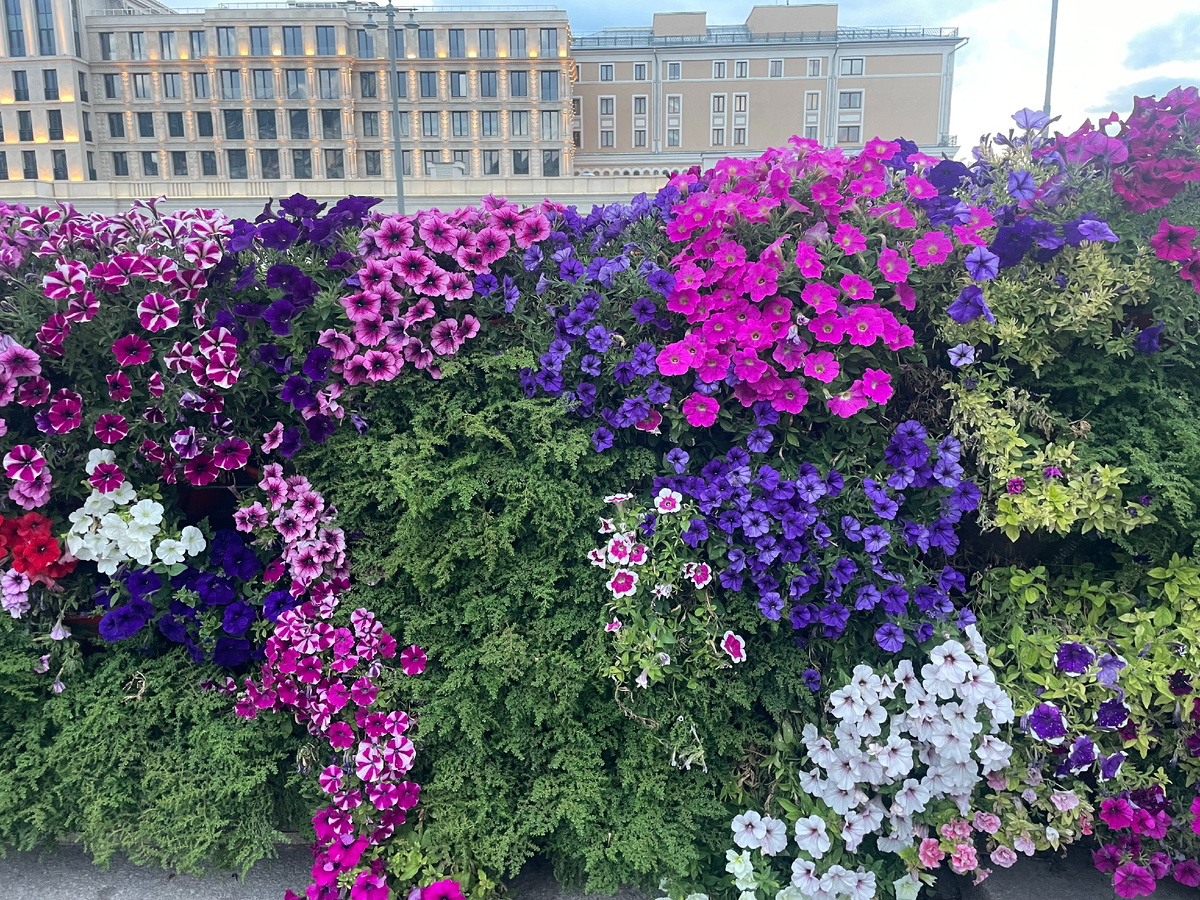 Цветочные ограды в центре Москвы