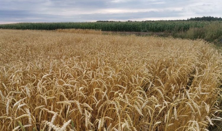    Рынок селекции растений к 2032 году превысит 43,64 млрд долларов США