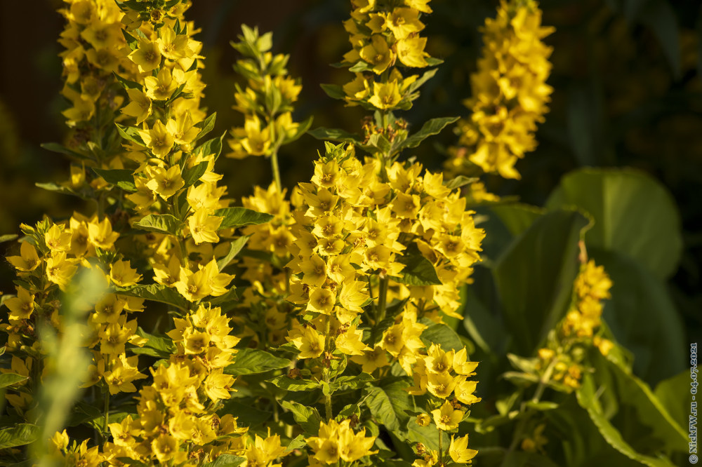 2. Цветочки... © NickFW.ru — 04.07.2021г.