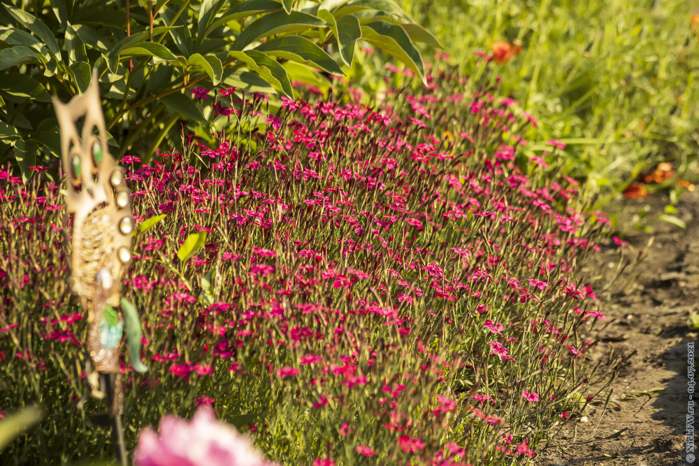 1. Цветочки... © NickFW.ru — 04.07.2021г.