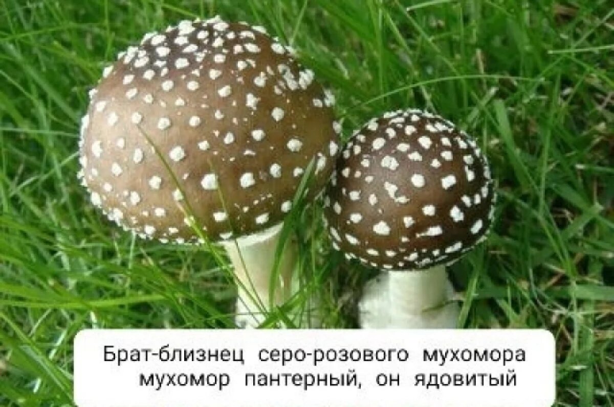    Рыбака из Иркутской области, отравившегося грибами, еле откачали