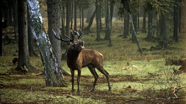    © Sputnik / Г. Надеждин