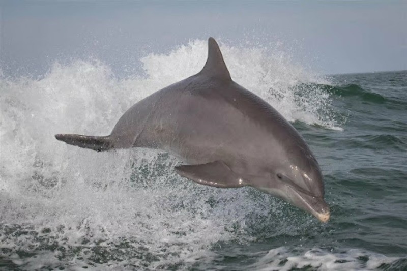    Дельфин в Японском море / © BBC