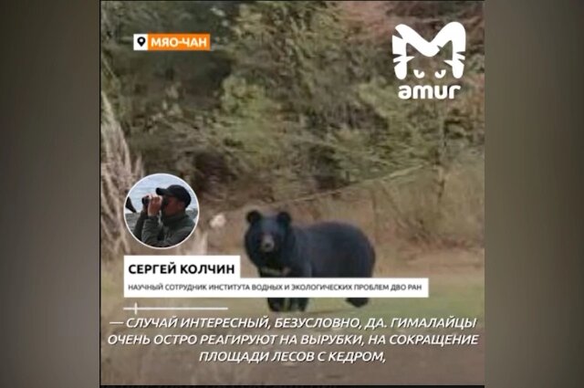    Гималайский медведь под Комсомольском-на-Амуре Фото: Telegram-канал Amur Mash