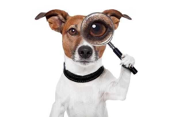 https://www.istockphoto.com/ru/search/2/image-film?phrase=dog+detective