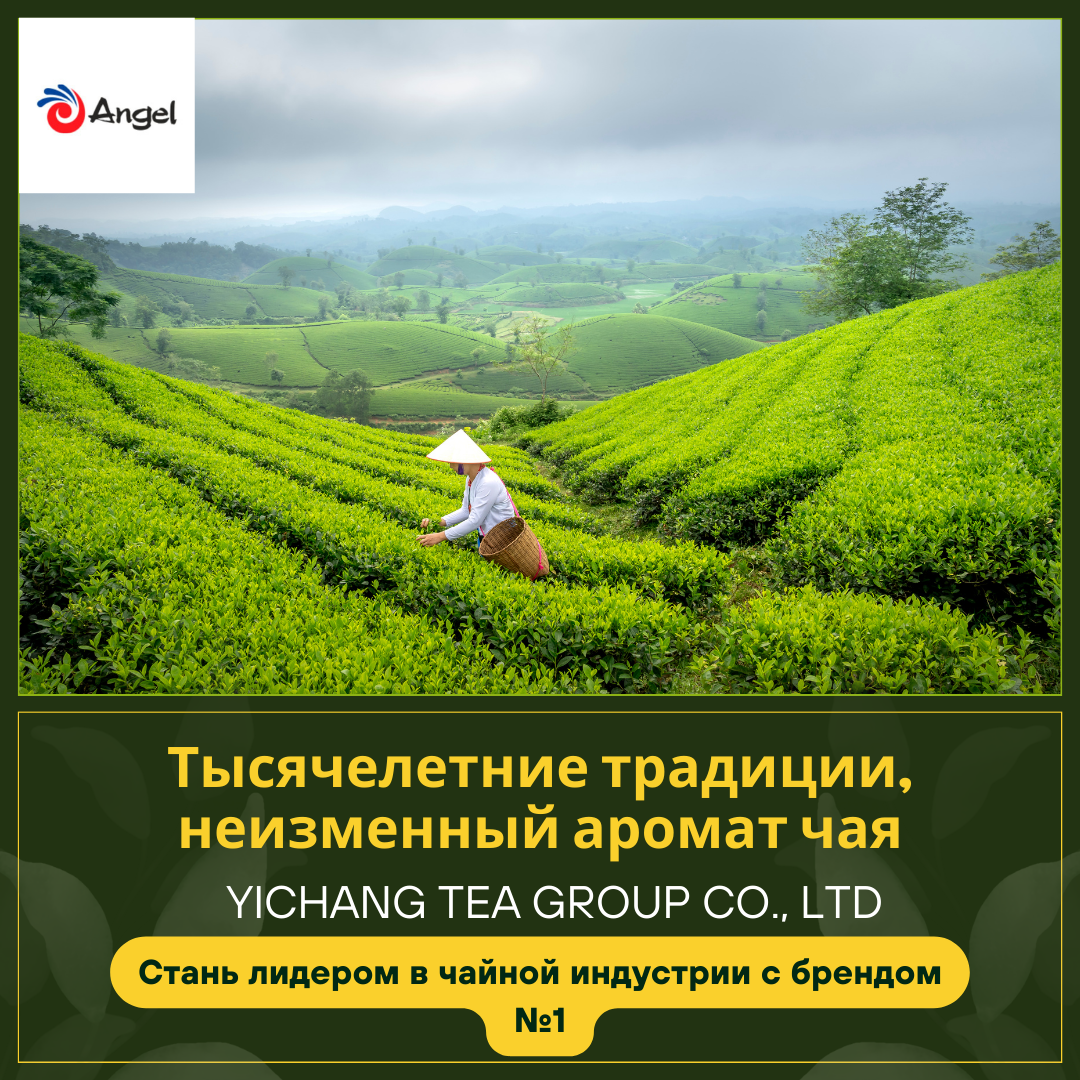 «Ангел Ист Рус»- российское предприятие китайской компании Angel Yeast Co., Ltd. Которая уже более 13 лет занимается производством дрожжей и совместно с Yichang Tea Group производством чая. Yichang Tea Group Co, Ltd (ИЧАН ТИ ГРУПП) является дочерний компанией Angel Group. И крупнейшим производителям и поставщиком чая в Европе и Азии.
ИЧАН ТИ ГРУПП- имеет 66 300 гектаров плантаций с чаем.
На которых выращивают различные сорта чая:
•	Китайский зеленый чай
Молочный улун
Жасминовый чай
Мао Фэн
•	Китайский ароматизированный чай
Хризантемовый чай
Чай из розы
Голубая бабочка
Жасминовый чай
Незабудка
•	Китайский черный чай
Категории В
Категории С
Категории D
Категории E
Черный дробленный 
Черный чай

Чай упакован в 30KG,40KG,50KG для полиэтиленового пакета, джутового мешка или тканого мешки.

«Ангел Ист Рус.Бел» всегда готова к взаимному сотрудничеству.
