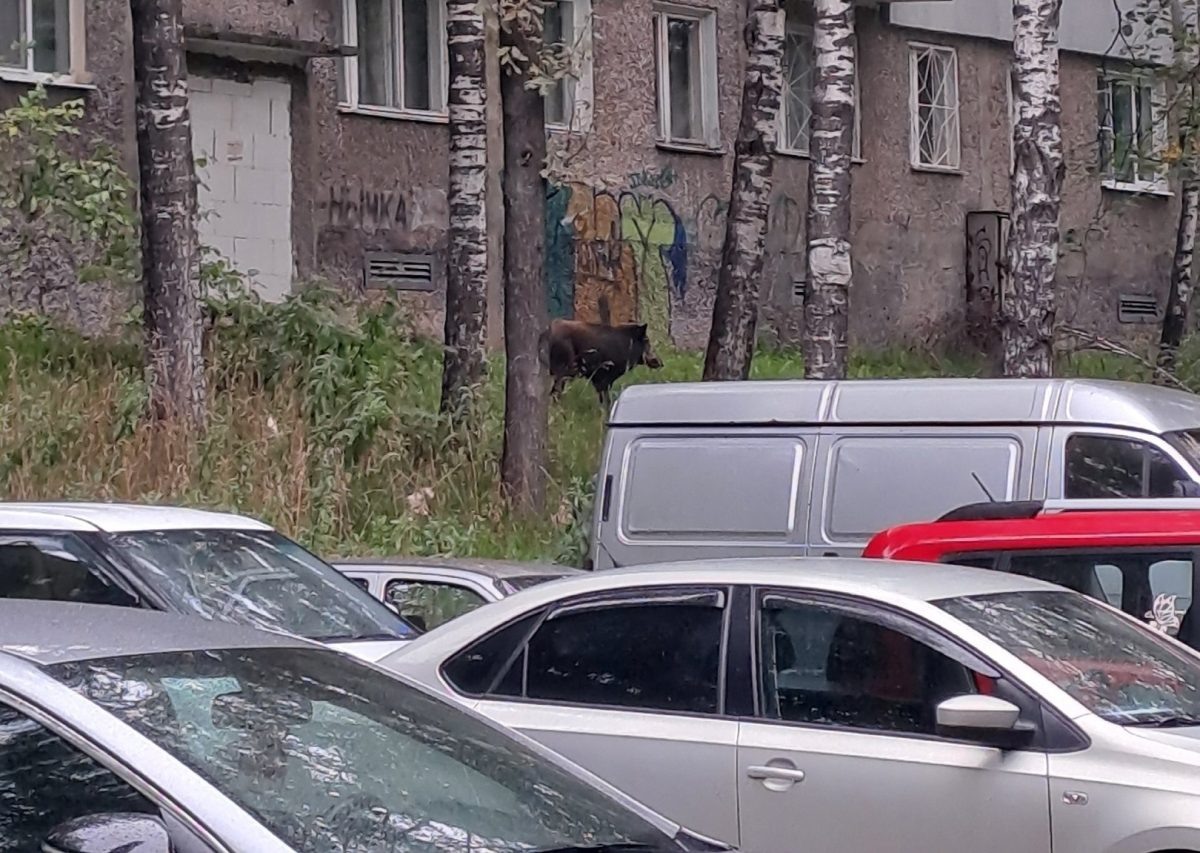    Детеныш кабана гулял вдоль дома около детской площадки на улице улице Военных Комиссаров