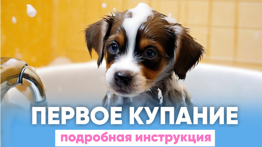 Как искупать щенка впервые?🫧🐶 Полная инструкция 📚