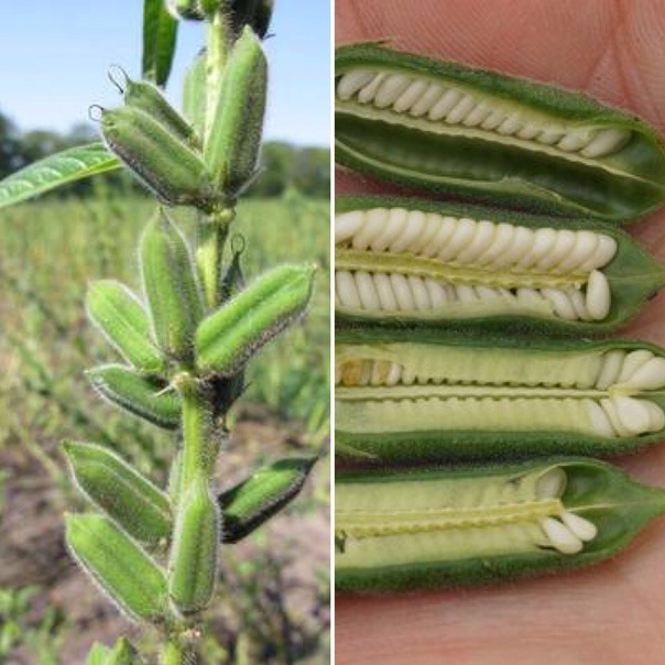 Так растет кунжут