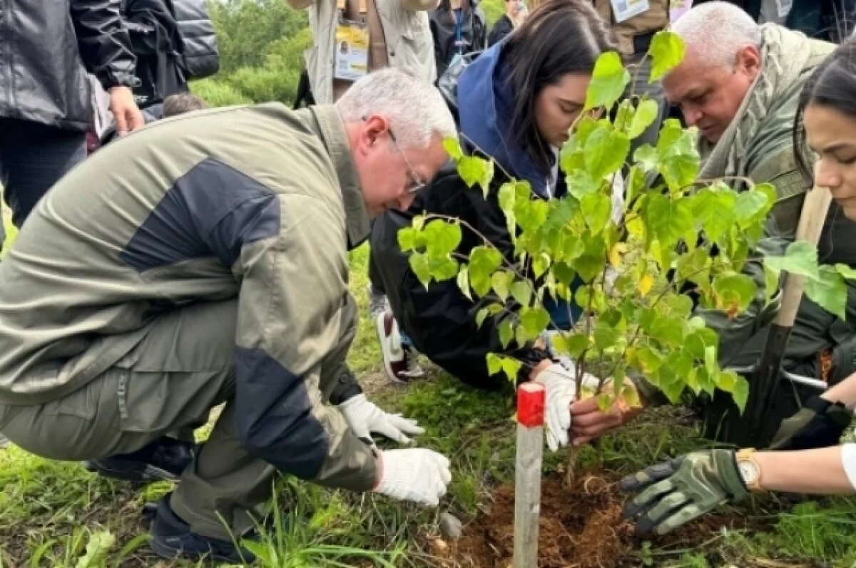    Более 100 каменных берез высадили на Камчатке в ходе акции «Сохраним лес»
