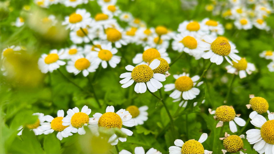    Цветы, природа. Источник: "Толк"