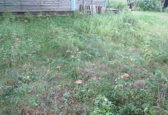 Грибы у дома моего