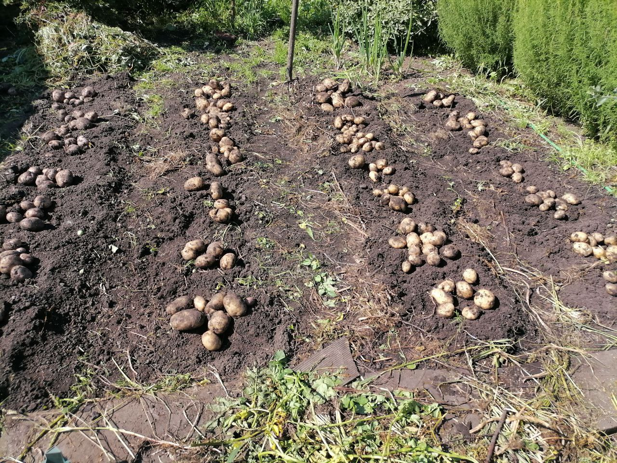 Копка картофеля в прошлом году, в этом еще не начинала, фото автора