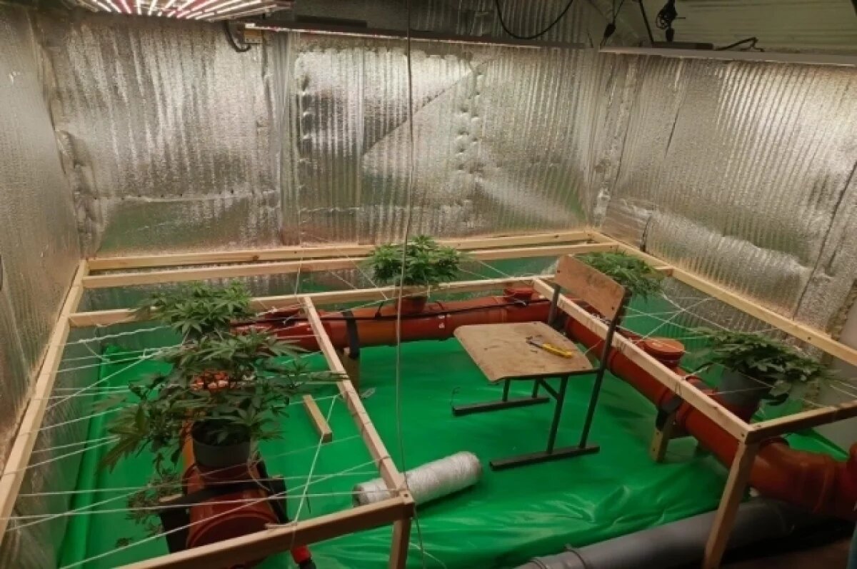    Томич организовал наркоплантацию в частном доме на Кольцевой