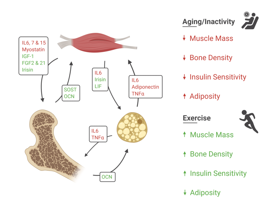 Изображение из статьи 2020 года: Muscle, Bone, and Fat Crosstalk: the Biological Role of Myokines, Osteokines, and Adipokines