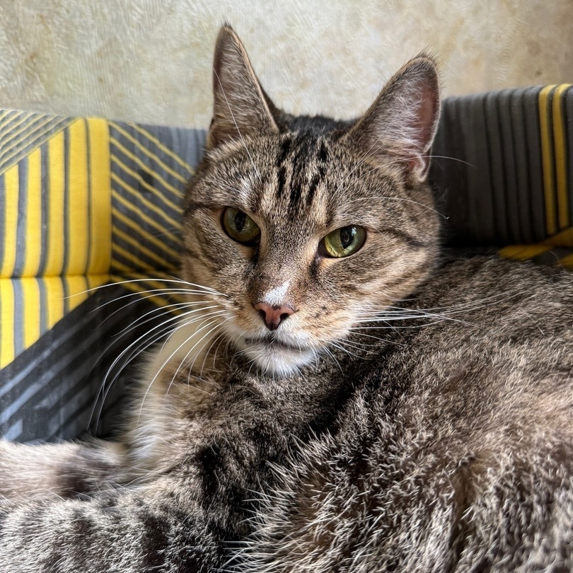 © ВСЕ ОТТЕНКИ КОШАЧЬЕГО. Котик Рут