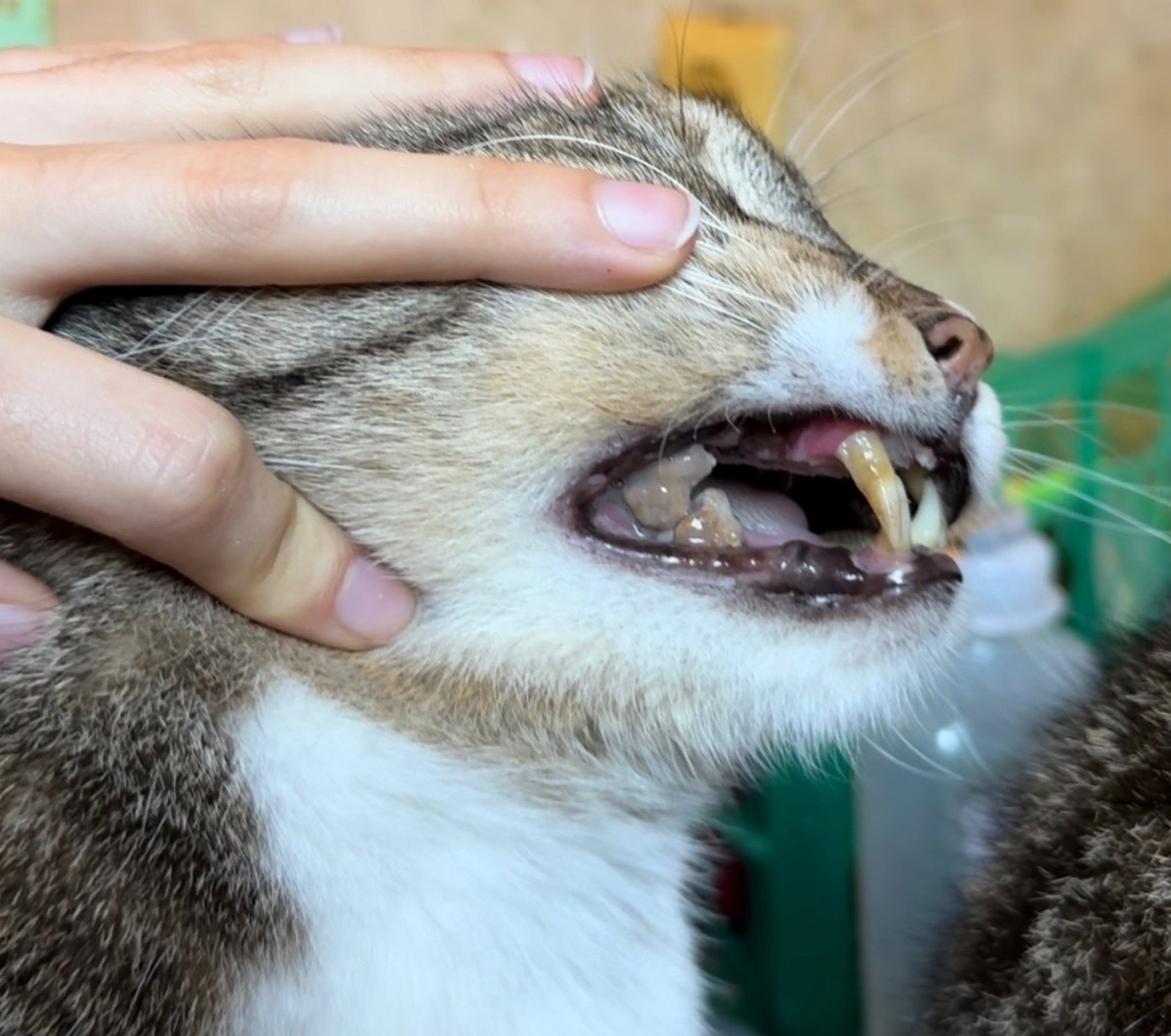 © ВСЕ ОТТЕНКИ КОШАЧЬЕГО. Состояние рта у Рута