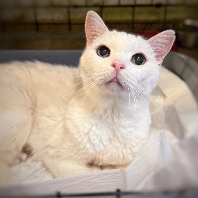 © ВСЕ ОТТЕНКИ КОШАЧЬЕГО. Кошечка Банни 