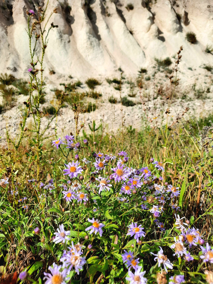 Астра степная 
