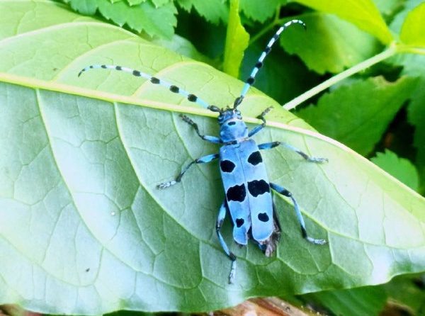    Фото: пресс-служба Сочинского нацпарка