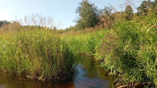 Река в Новгородской области. Обзор