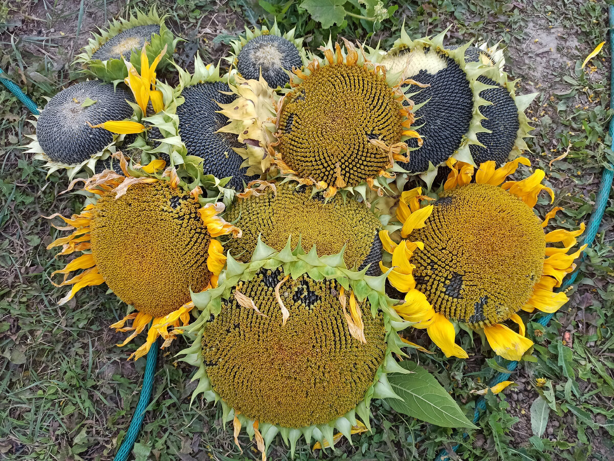 Фото автора. Небольшой прошлогодний урожай