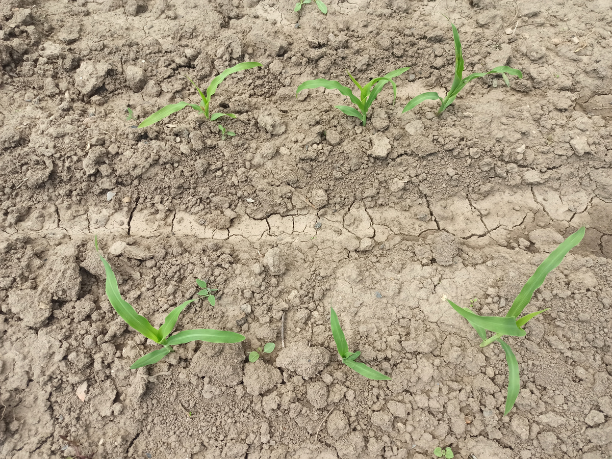 Фото автора. Конец мая