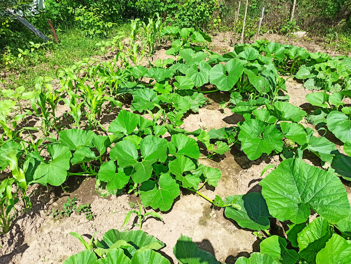 Фото автора. Середина июня