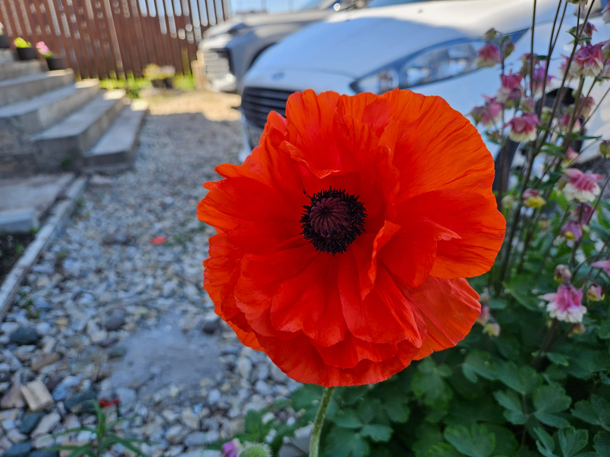 Помимо перечисленного, на моей "свалке" растут маки и аквилегия