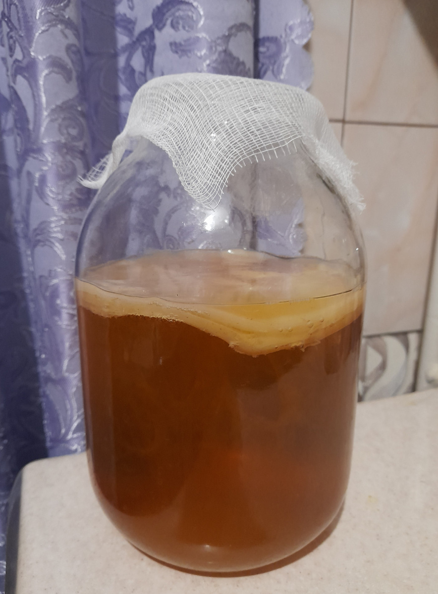 Чайный гриб