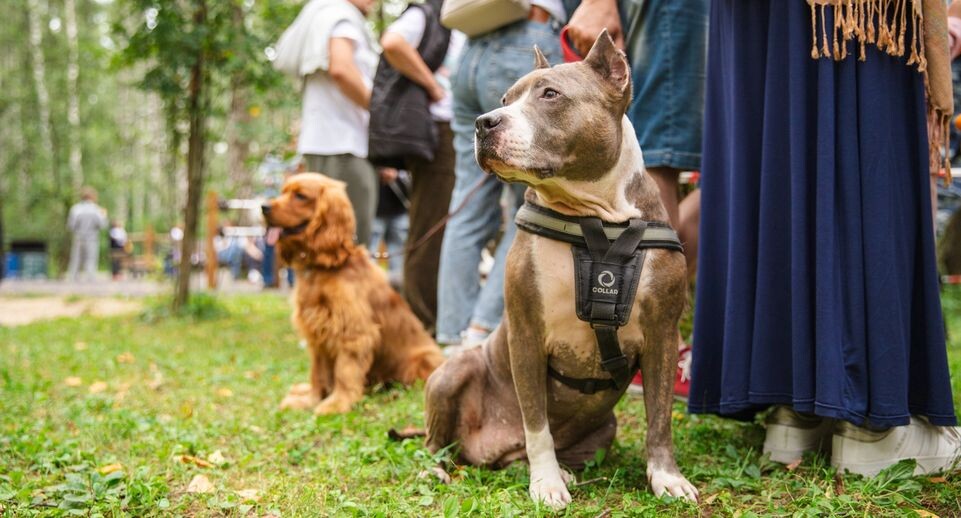    Министерство культуры и туризма Московской области