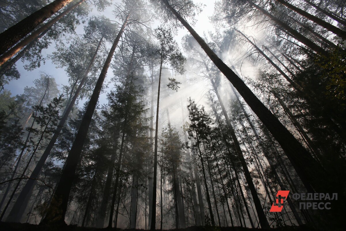 В республике огнем охвачено почти 6,4 тысяч гектаров леса.  Фото: ФедералПресс / Ольга Юшкова