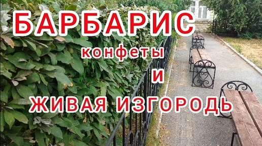 Плюсы и минусы живой изгороди из барбариса.