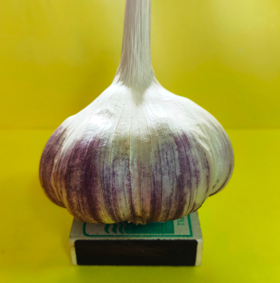 На фото: элитный семенной чеснок "РАВАЮН", сбор урожая - 27 июля 2024 года.