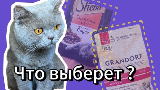 Купили коту дорогой корм Grandorf