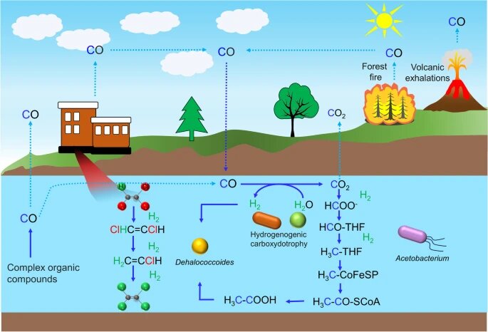 источник https://microbiomejournal.biomedcentral.com