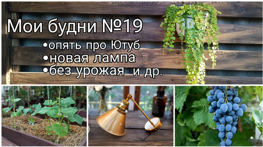 Мои будни №19. Опять про Ютуб▶️ Новая лампа💡Виноград 🍇 4я попытка вырастить огурцы🥒 и прочее...