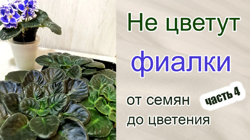 Не цветут фиалки (сенполии). Сеянцы фиалок от семян до цветения. Часть 4.