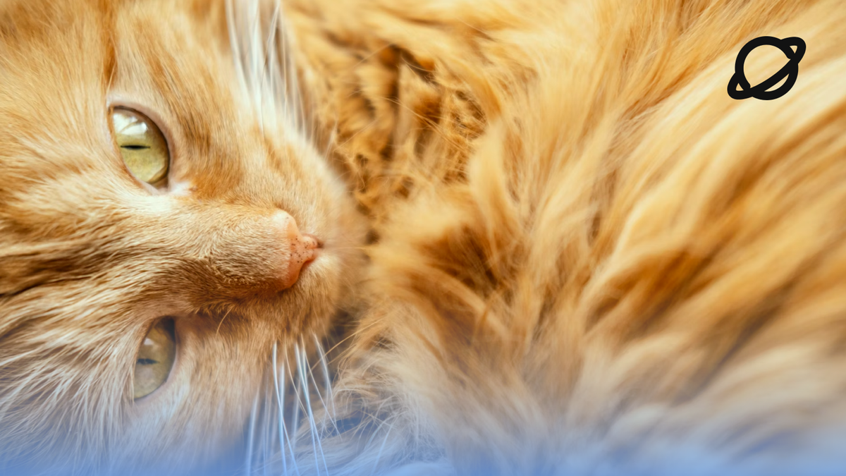 Почему рыжие кошки особенные? По целому ряду причин. Фото: Felippe Lopez, Unplash