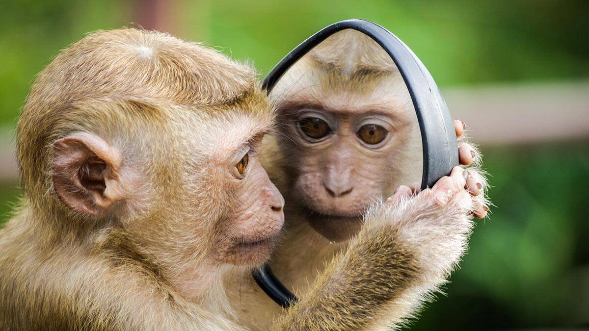 Monkeygg2