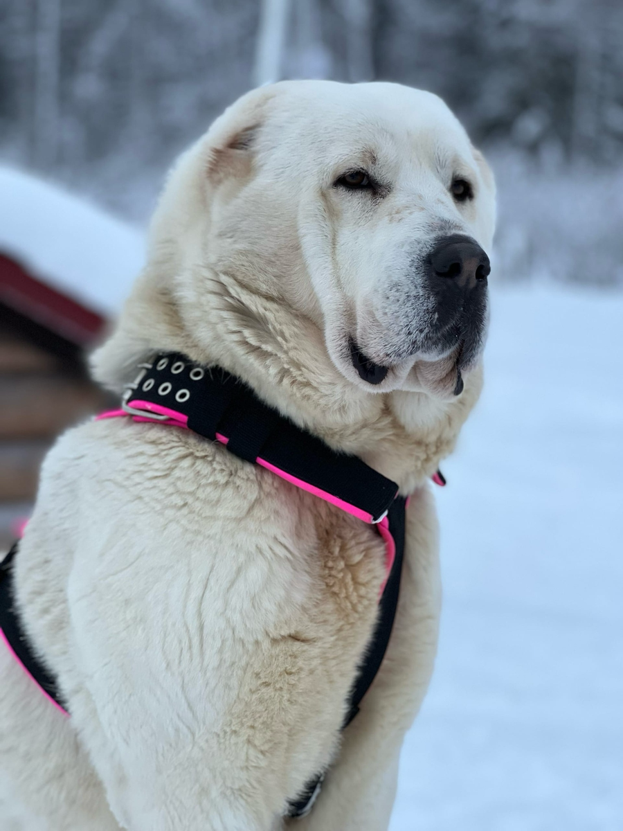 Знакомьтесь, Ума. 