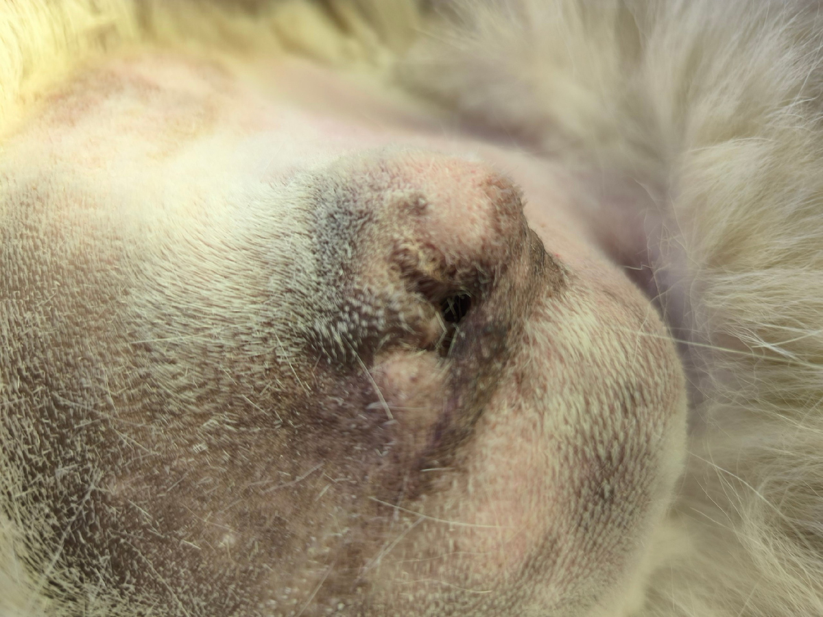 Нет ушной раковины, сужение слухового прохода-0,9см