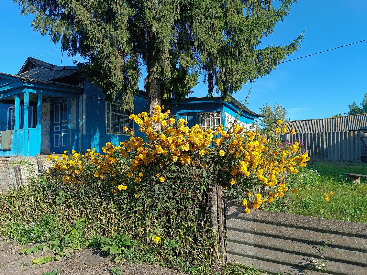В субботу вызывали на работу, утром бежала и остановила свой взгляд на палисадничке  - цветëт "золотой шар". Раньше эти цветочки были у каждого дома 😊