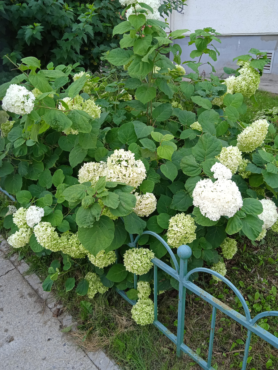 Шикарная гортензия около дома, где мы снимали квартиру. Фото автора.