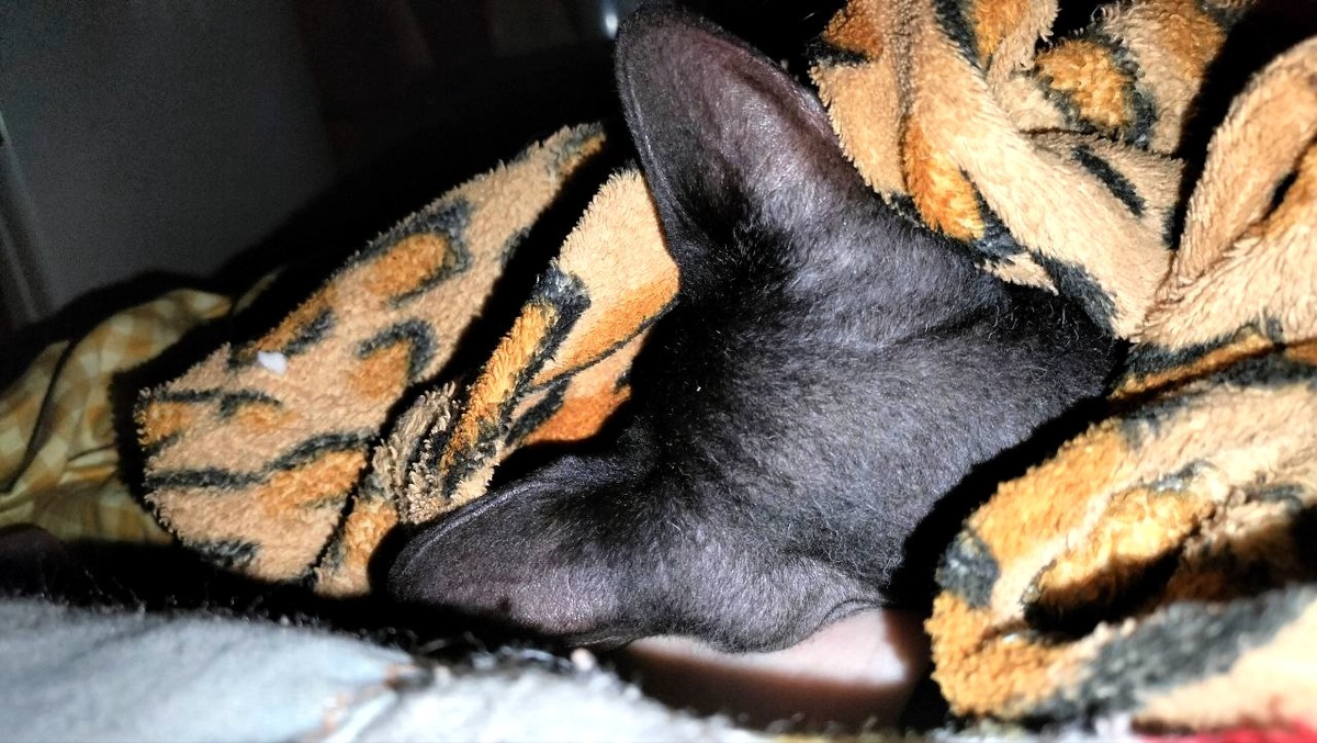 МАРСИ ВСЮ НОЧЬ СПИТ, КАК СУРОК😻