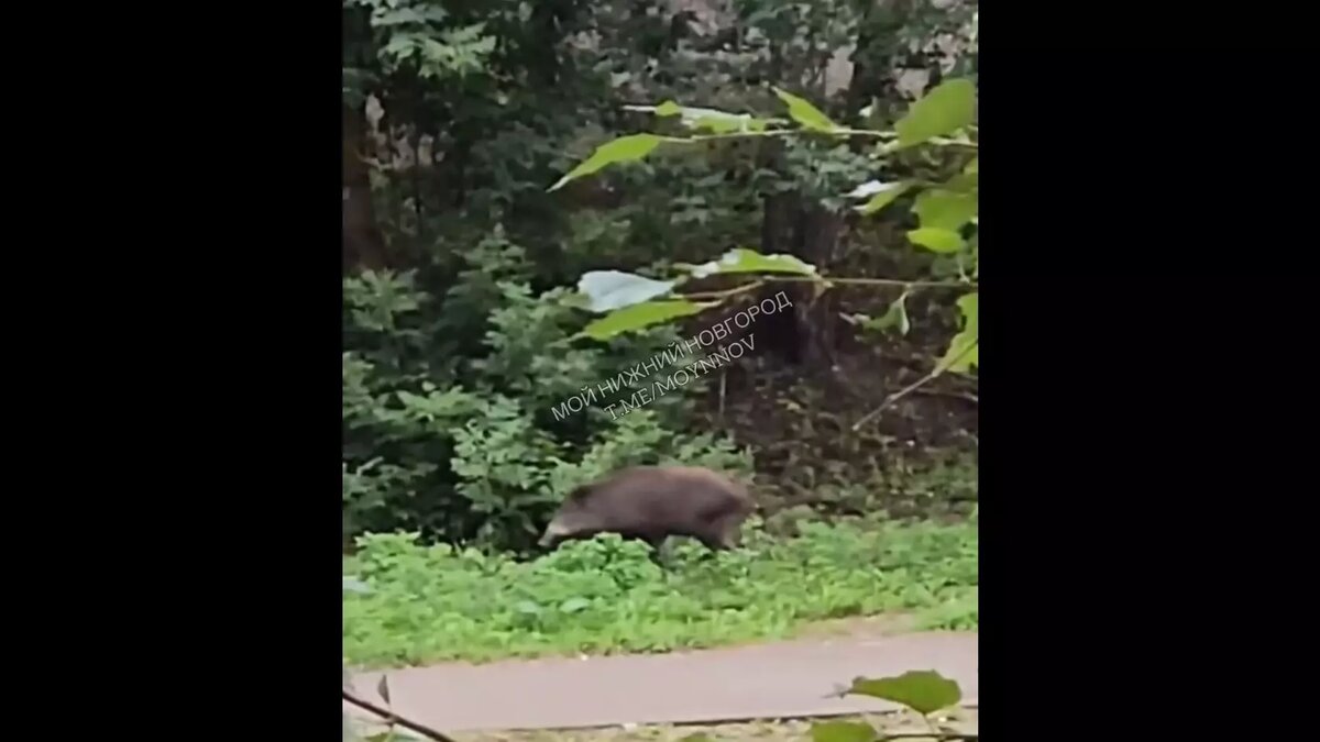     Источник: Telegram-канал «Мой Нижний Новгород»