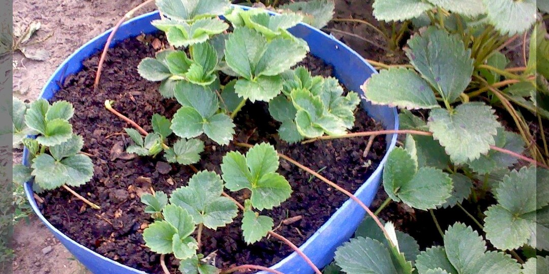 Как сажать и правильно ухаживать за клубникой в августе: самое главное в уходе за клубникой в конце лета