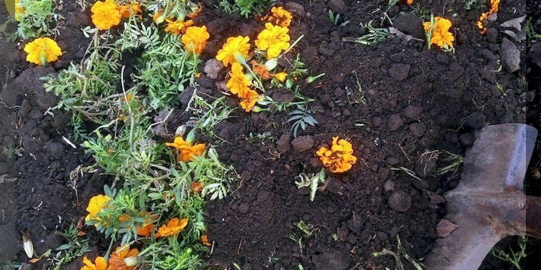 Как применить бархатцы осенью: для чего сгодятся цветы и ботва бархатцев осенью в саду и огороде