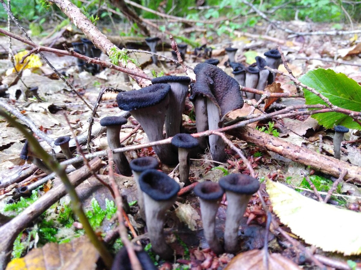 Вороночник рожковидный (Craterellus cornucopioides)